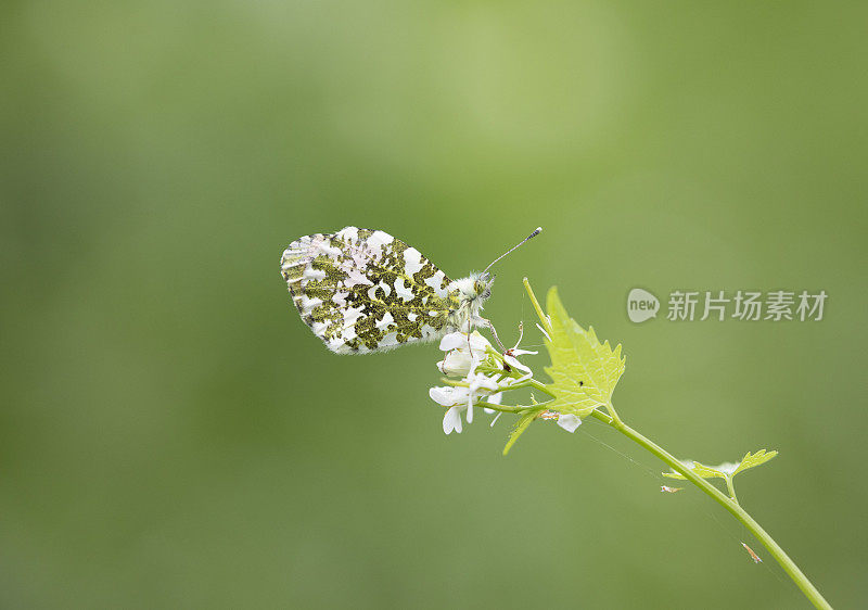 桔梗蝶(carcharis cardamines)